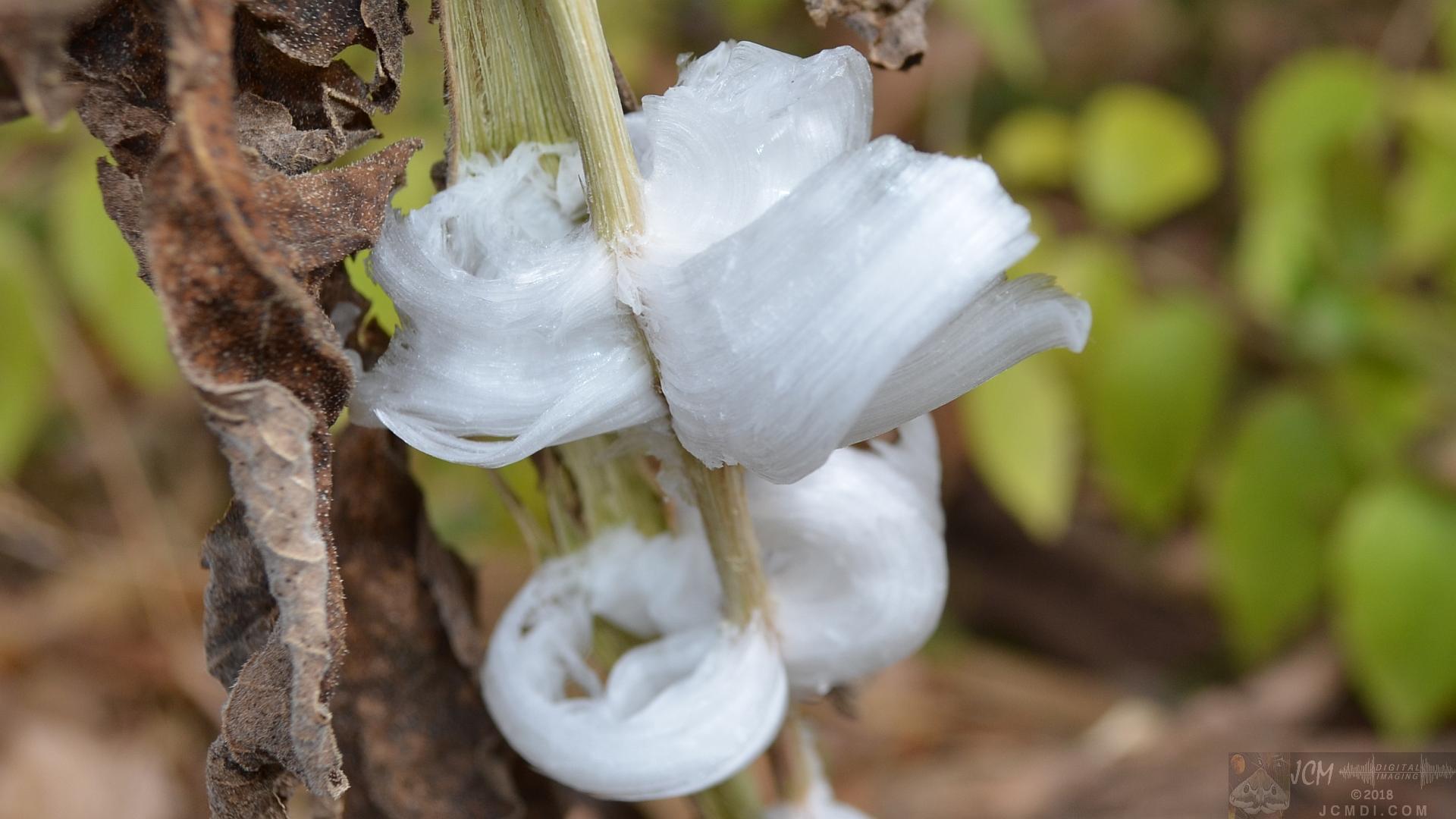 Ice flowers (freezing water slowly-oozed from plant stems, TN)